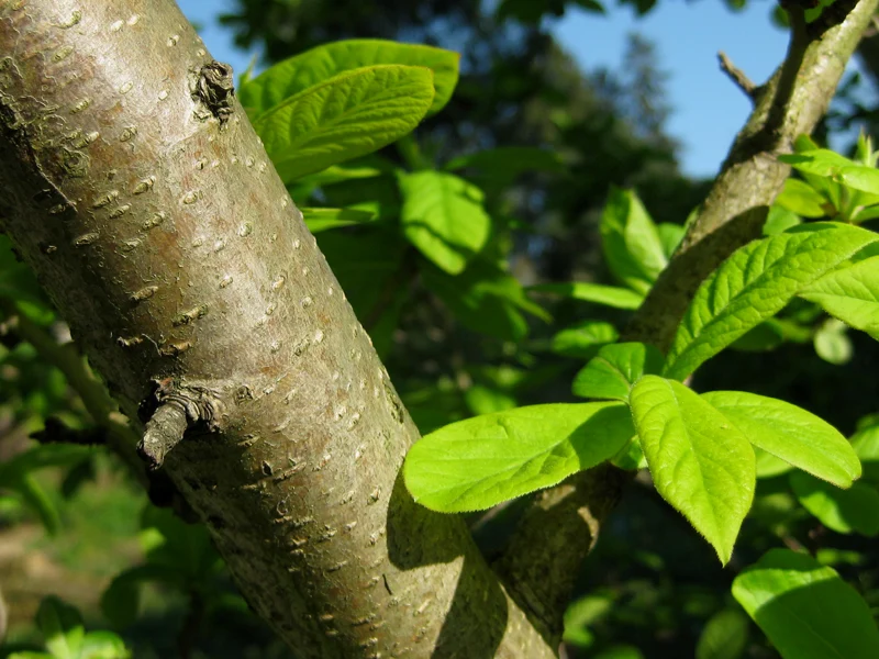 Echte Mispel (Mespilus germanica)