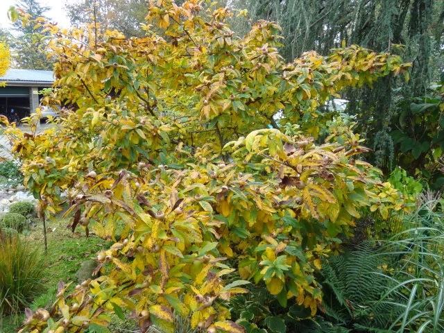 Echte Mispel (Mespilus germanica)