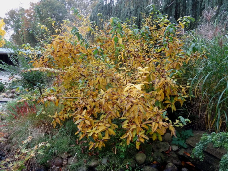 Echte Mispel (Mespilus germanica)