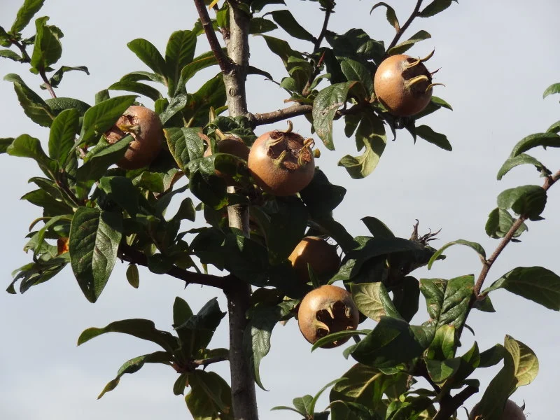 Echte Mispel (Mespilus germanica)