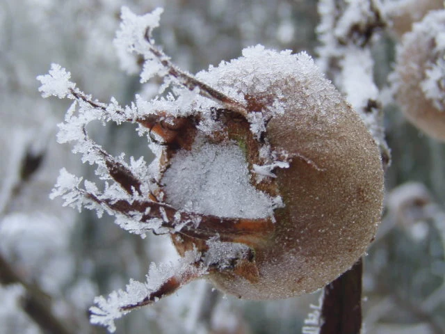 Echte Mispel (Mespilus germanica)