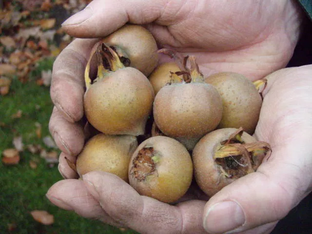 Echte Mispel (Mespilus germanica)