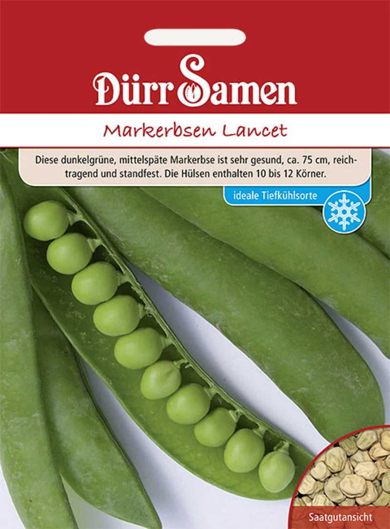 Markerbse Lancet Saatgut