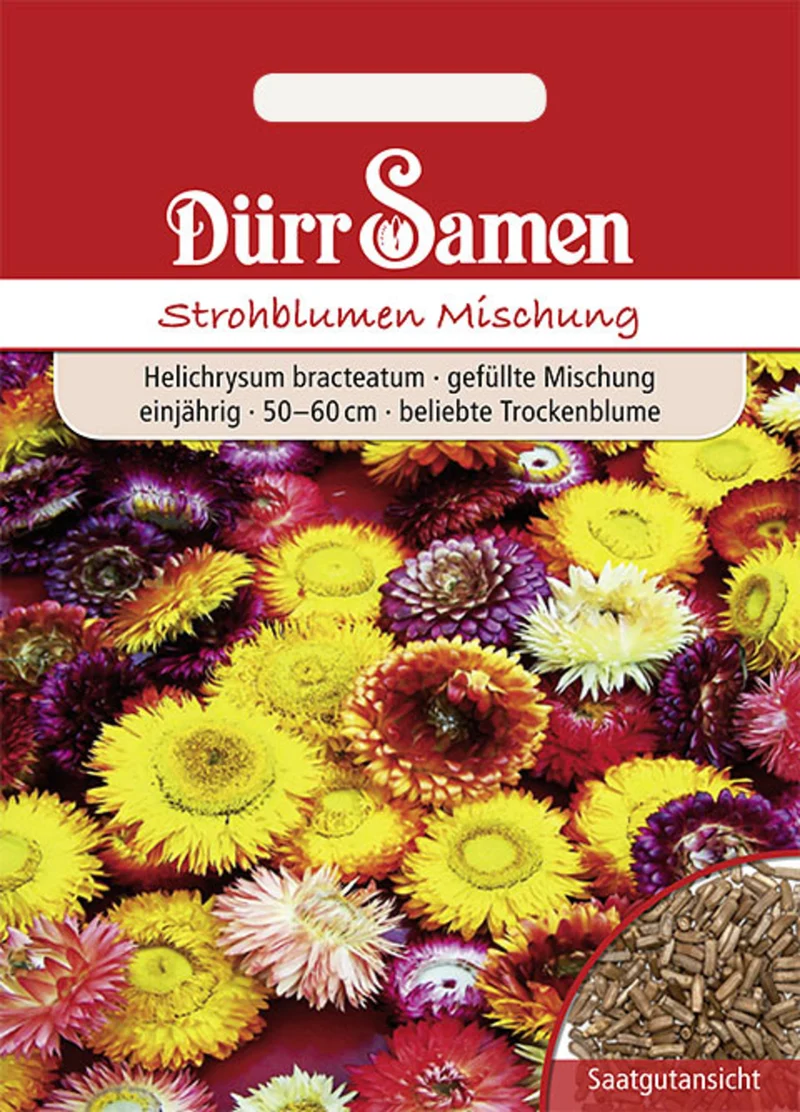 Strohblume gefüllte Mischung Saatgut