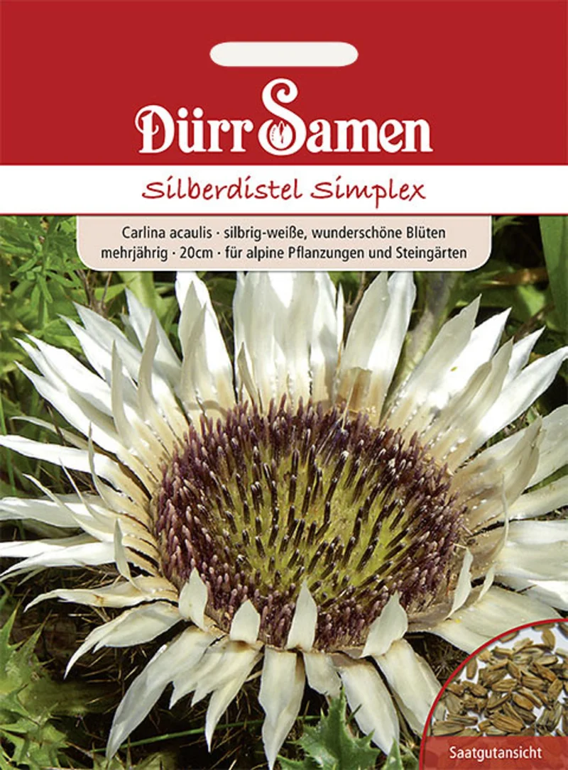 Silberdistel Simplex silbrig weiß Saatgut