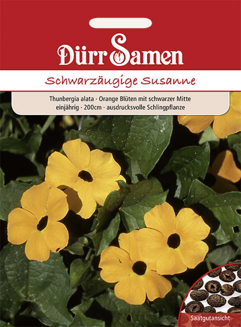Schwarzäugige Susanne Orange Saatgut