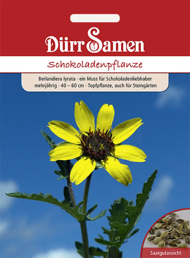Schokoladenpflanze gelb mit Schokoladenduft Saatgut