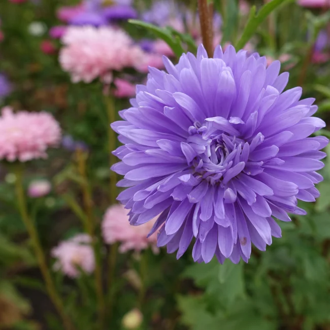 China Aster: Double Petalled Organic Seed