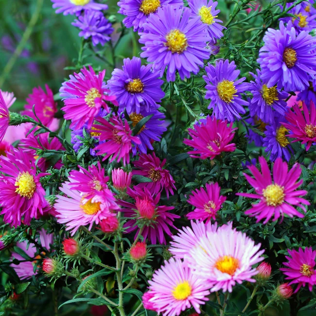 China Aster: Single Petalled Organic Seed