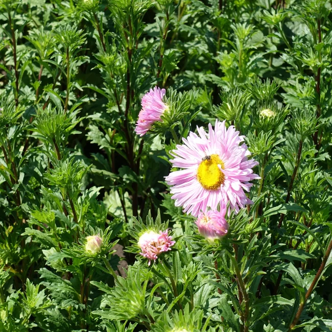China Aster: Single Petalled Organic Seed