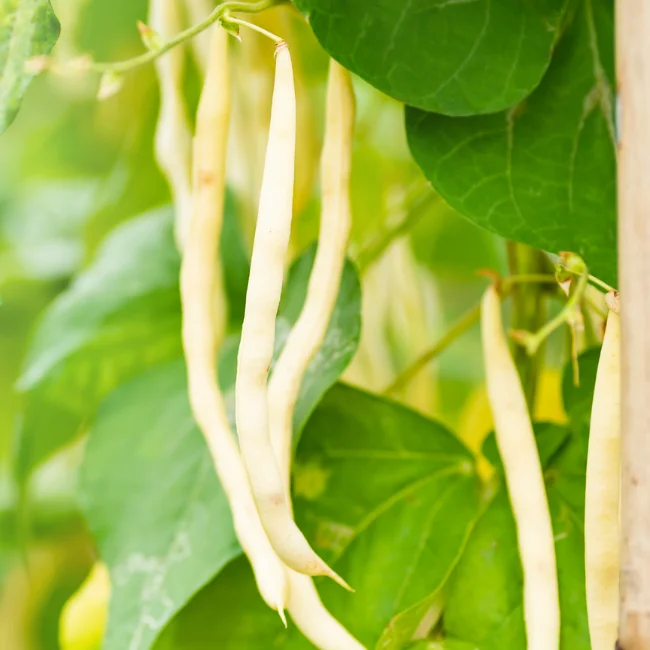 Bush Bean: Coco Bianco Organic Seed