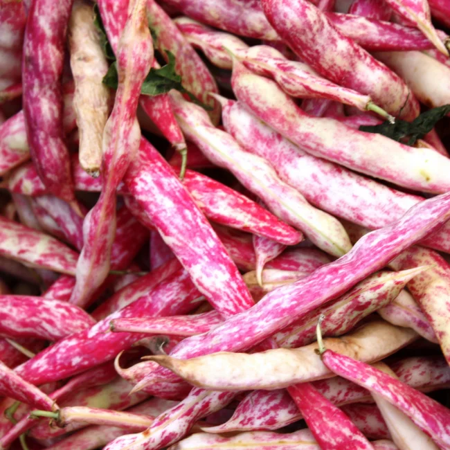 Bush Bean: Fire Tongue Organic Seed