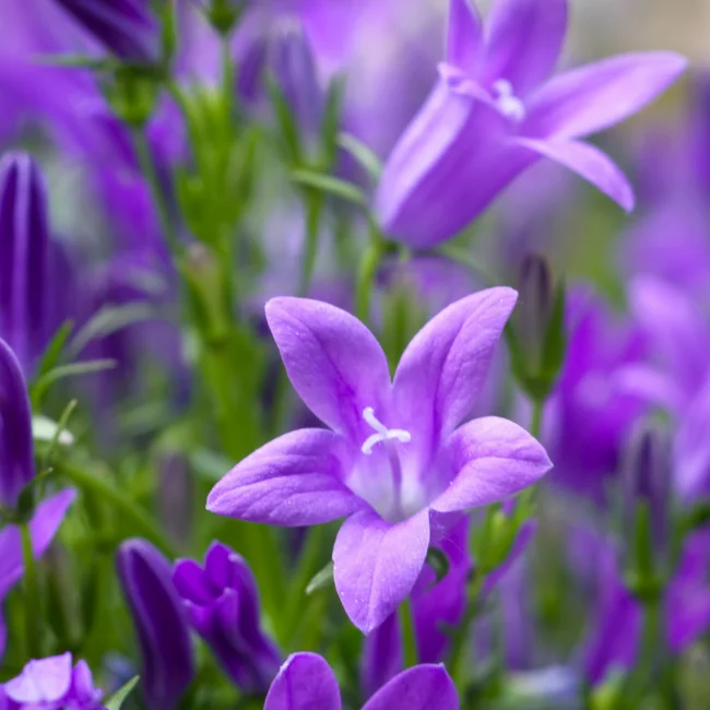 Bellflower: Large Flowered Organic Seed