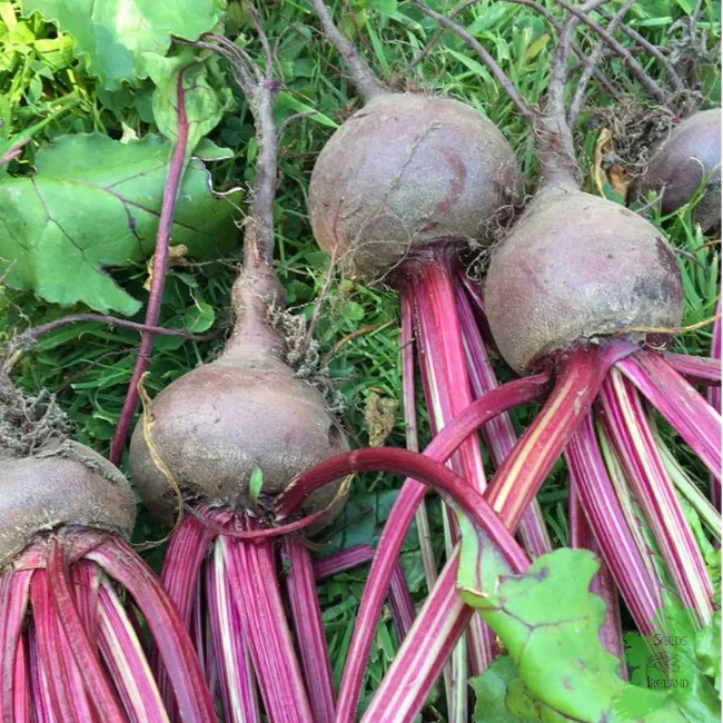 Beetroot: Egyptian Organic Seed