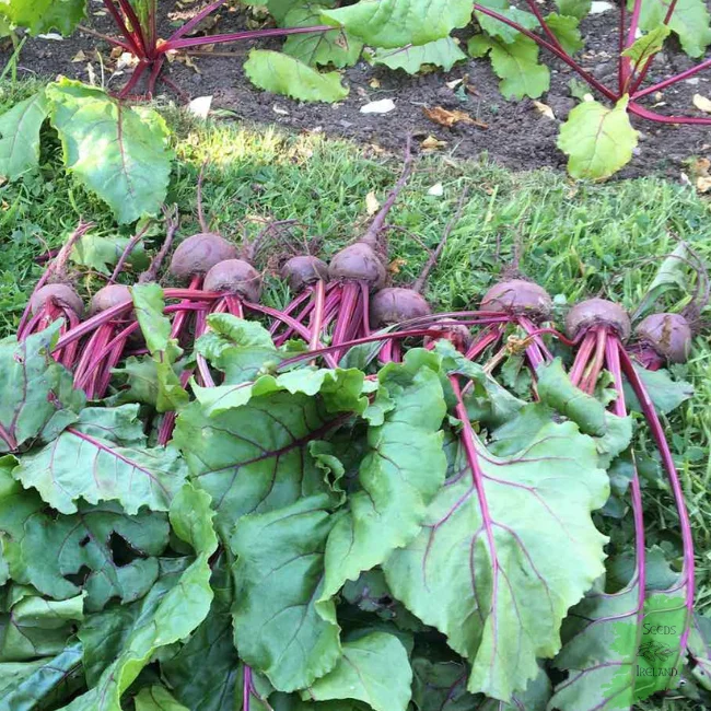 Beetroot: Egyptian Organic Seed