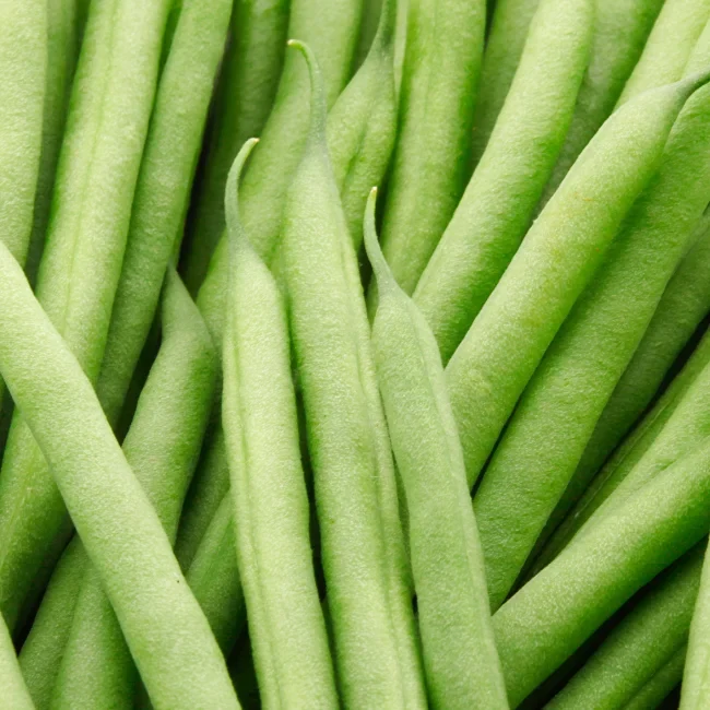 Climbing French Bean: Cobra Organic Seed