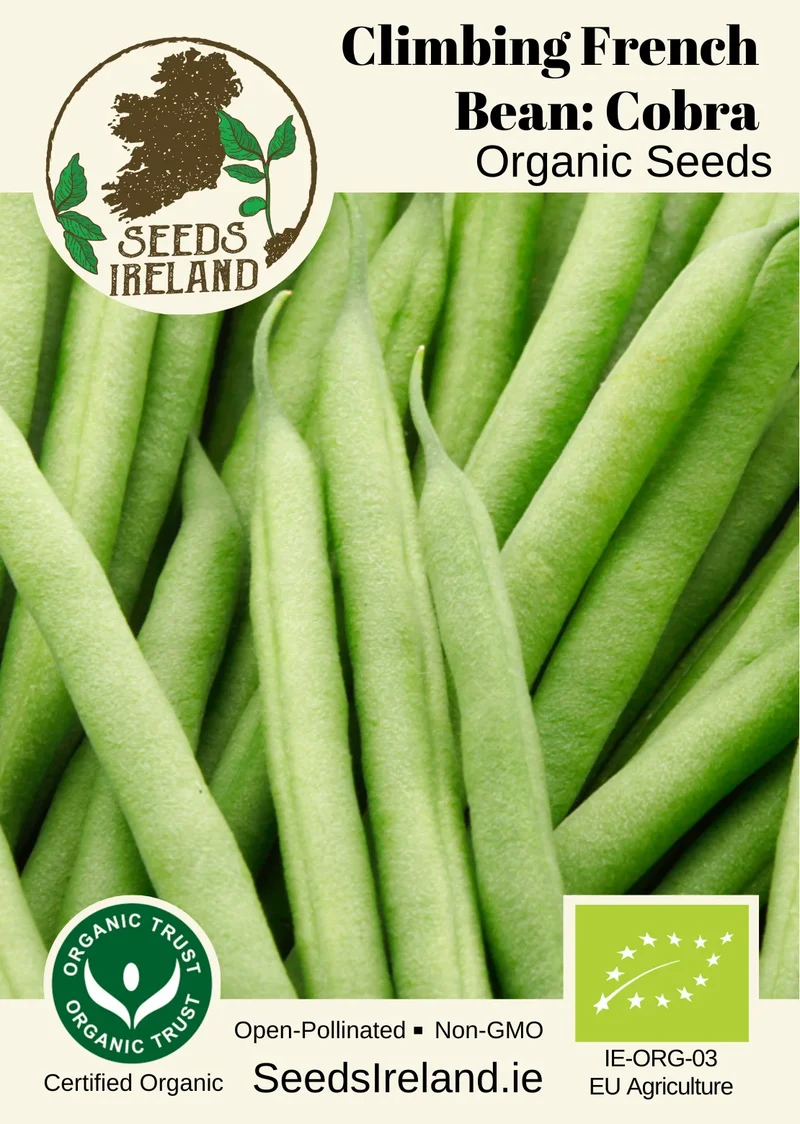 Climbing French Bean: Cobra Organic Seed