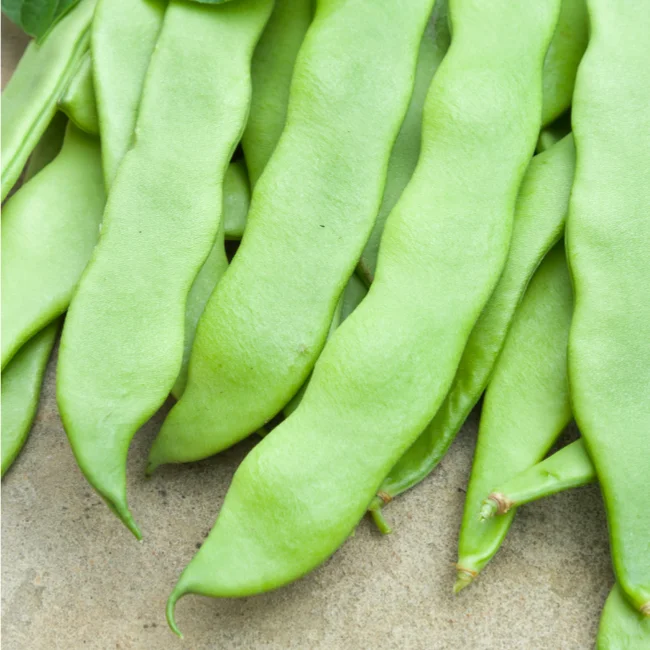 Climbing Flat Bean: Helda Organic Seed