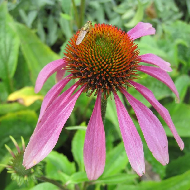 BIO Blumenzwiebeln Roter Sonnenhut 3 Stück