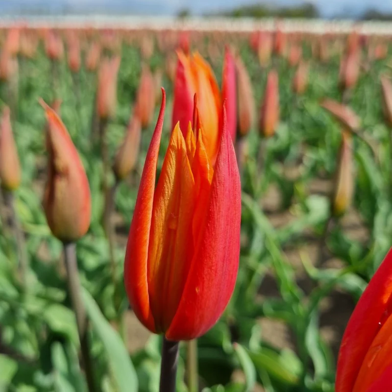 BIO Blumenzwiebeln Tulpe Ballerina 10 Stück