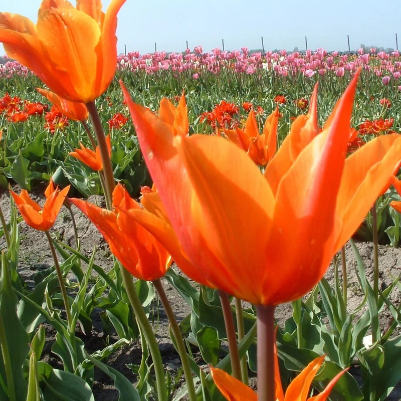 BIO Blumenzwiebeln Tulpe Ballerina 10 Stück