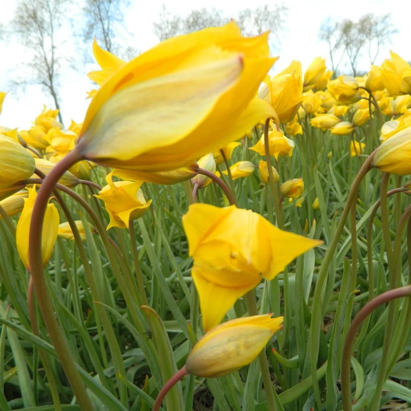 BIO Blumenzwiebeln Wildtulpe sylvestris 10 Stück