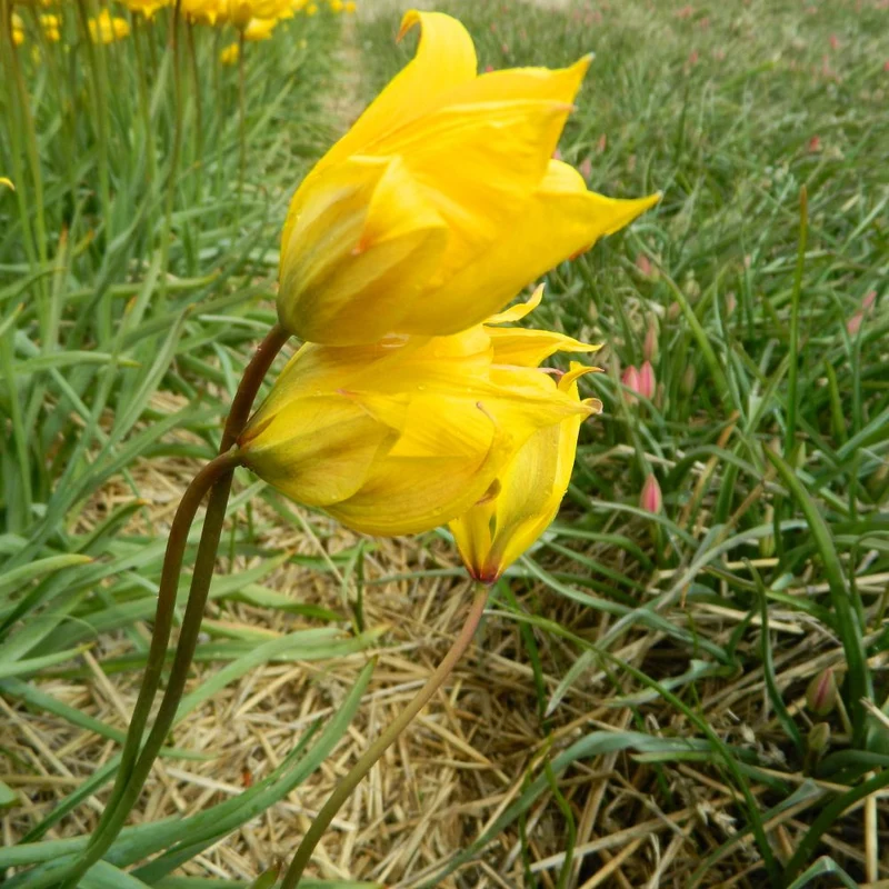 BIO Blumenzwiebeln Wildtulpe sylvestris 10 Stück