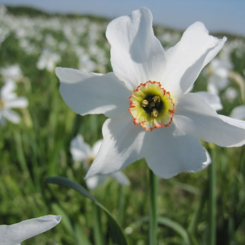 BIO Blumenzwiebeln Dichternarzisse Recurvus 10 St.