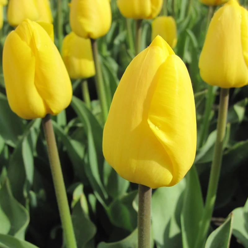 BIO Blumenzwiebeln Tulpe Novi Sun 10 Stück