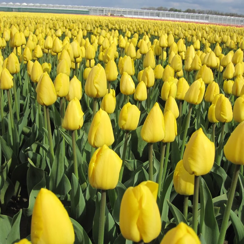 BIO Blumenzwiebeln Tulpe Novi Sun 10 Stück