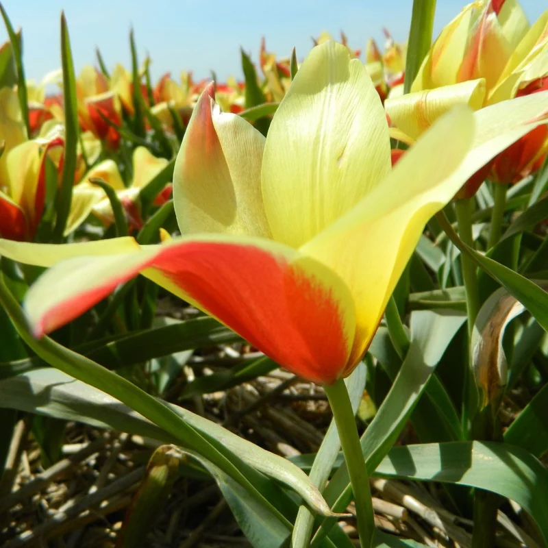 BIO Blumenzwiebeln Wildtulpe Taco 10 Stück