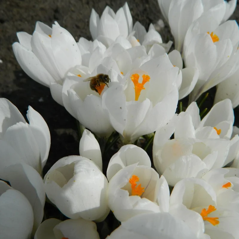 BIO Blumenzwiebeln Krokus Jeanne d'Arc 10 St.