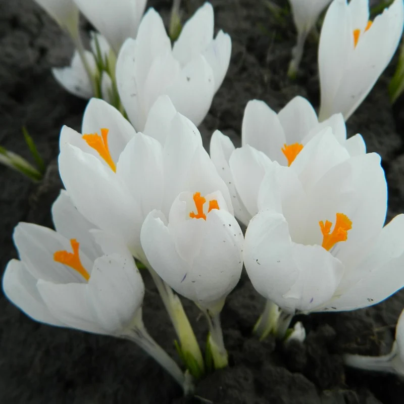 BIO Blumenzwiebeln Krokus Jeanne d'Arc 10 St.
