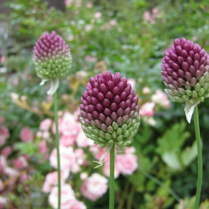 BIO Blumenzwiebeln Allium sphaerocephalon 10 St.