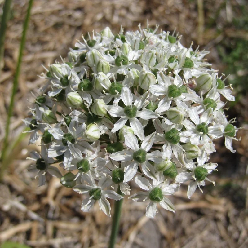BIO Blumenzwiebeln Allium Mount Everest 10 St.