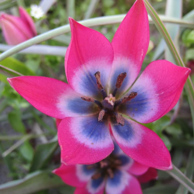 BIO Blumenzwiebeln Wildtulpe Little Beauty 10 Stück