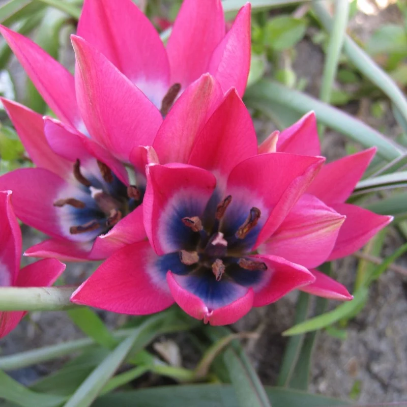 BIO Blumenzwiebeln Wildtulpe Little Beauty 10 Stück