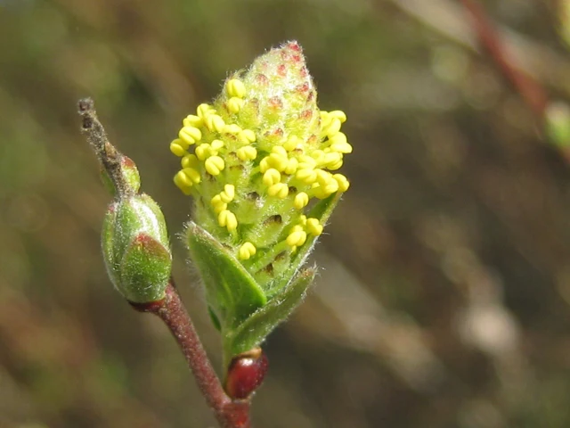 Moorweide (Salix repens)