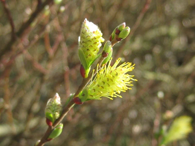 Moorweide (Salix repens)