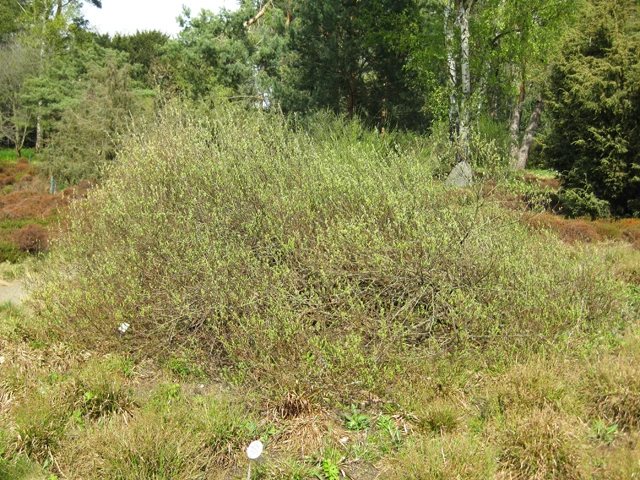 Moorweide (Salix repens)
