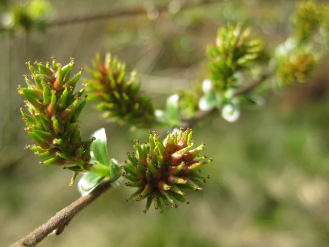 Moorweide (Salix repens)