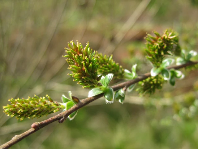Moorweide (Salix repens)