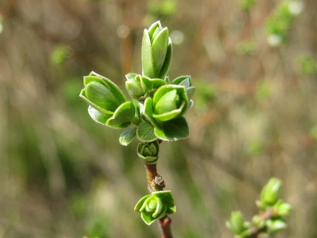 Moorweide (Salix repens)