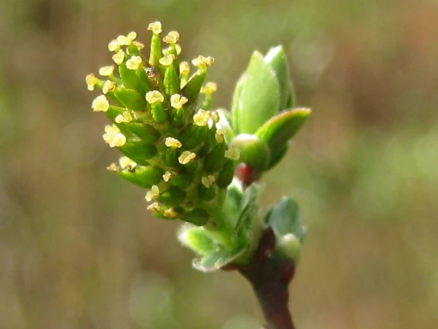 Moorweide (Salix repens)