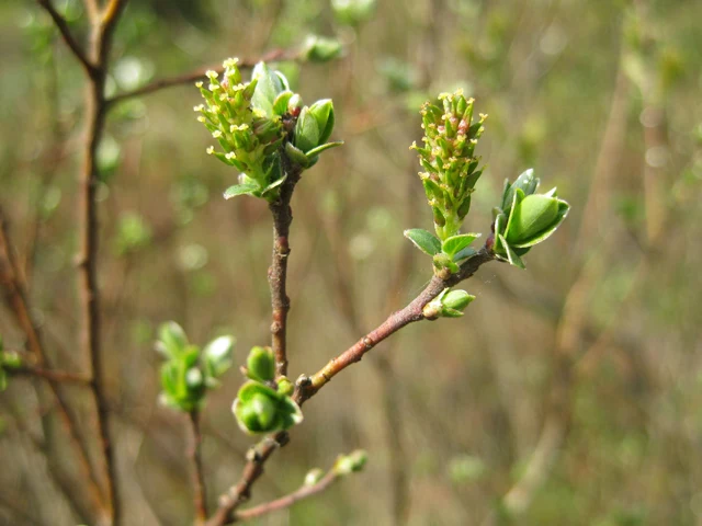 Moorweide (Salix repens)