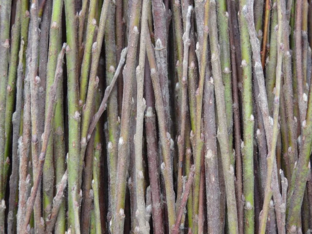 Moorweide (Salix repens)