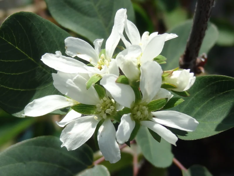 Zwerg-Felsenbirne "Helvetica" (Amelanchier rotundifolia)