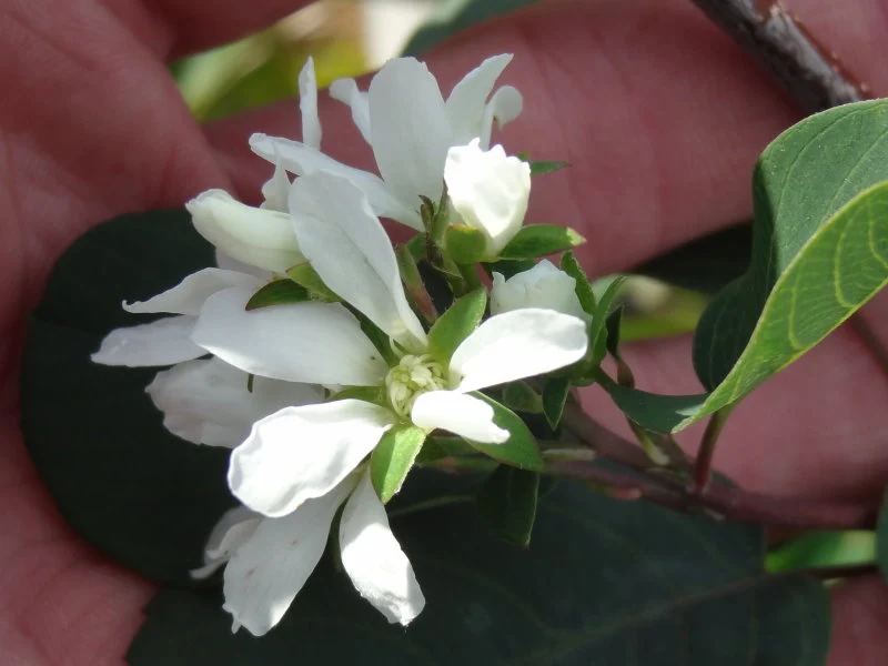 Zwerg-Felsenbirne "Helvetica" (Amelanchier rotundifolia)