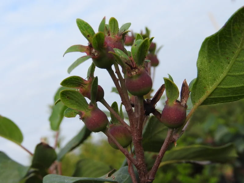 Zwerg-Felsenbirne "Helvetica" (Amelanchier rotundifolia)