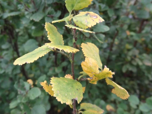 Strauchbirke (Betula humilis)